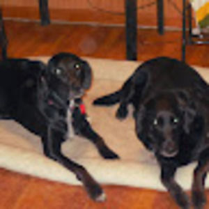 Meet your Posher, Toni